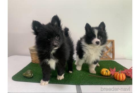 成約済の東京都のミックス犬-234761の13枚目