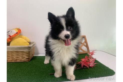 成約済の東京都のミックス犬-234761の12枚目