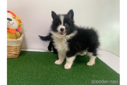成約済の東京都のミックス犬-234761の11枚目