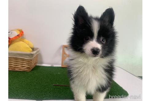 成約済の東京都のミックス犬-234761の10枚目