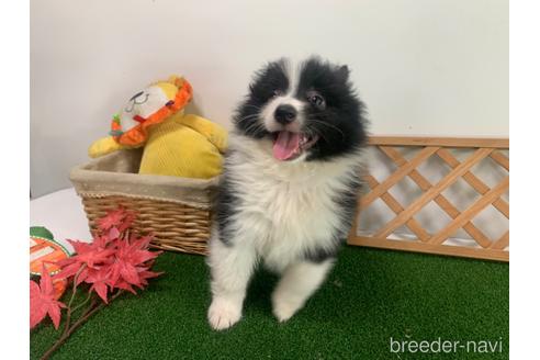 成約済の東京都のミックス犬-234761の9枚目