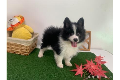 成約済の東京都のミックス犬-234761の8枚目