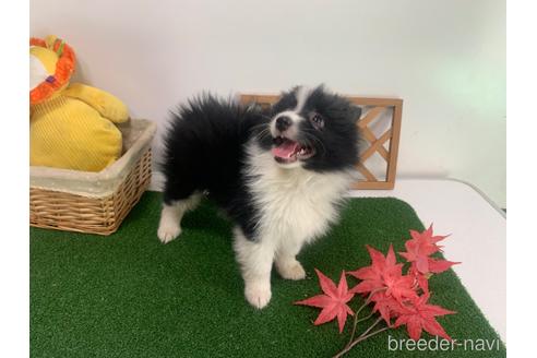 成約済の東京都のミックス犬-234761の6枚目
