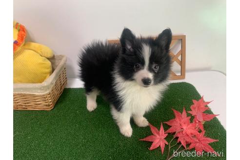 成約済の東京都のミックス犬-234761の4枚目