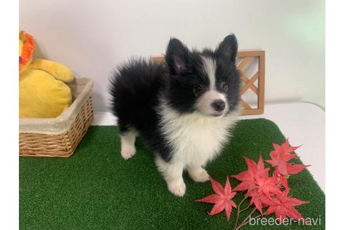 成約済の東京都のミックス犬-234761の3枚目