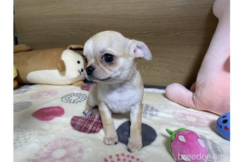 成約済の栃木県のチワワ(スムースコート)-235889の1枚目