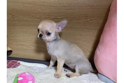 成約済の栃木県のチワワ(スムースコート)-235888の2枚目