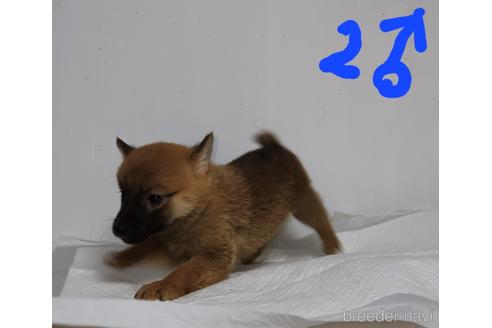 成約済の福岡県のミックス犬-235999の1枚目