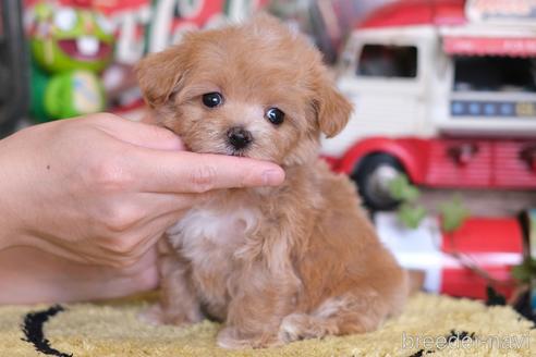 成約済の群馬県のマルプー:マルチーズ×トイプードル-236041の5枚目