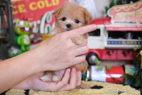 成約済の群馬県のマルプー:マルチーズ×トイプードル-236042の5枚目