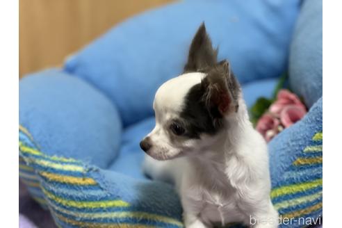成約済の栃木県のチワワ(ロングコート)-225295の3枚目
