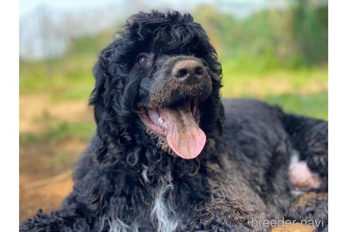 成約済の東京都のその他の犬種-222280の3枚目