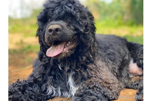 成約済の東京都のその他の犬種-222280の4枚目