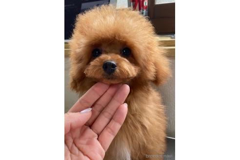 成約済の岡山県のタイニープードル-222492の4枚目