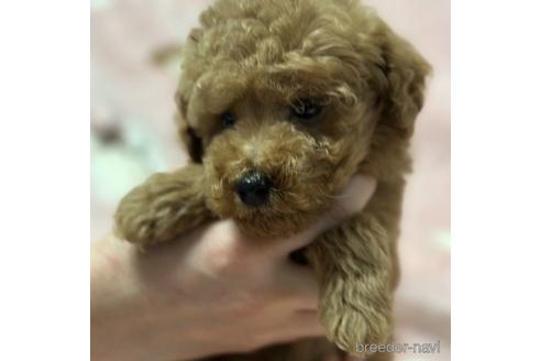 成約済の北海道のトイプードル-236124の1枚目