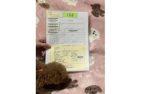 成約済の北海道のトイプードル-236124の4枚目