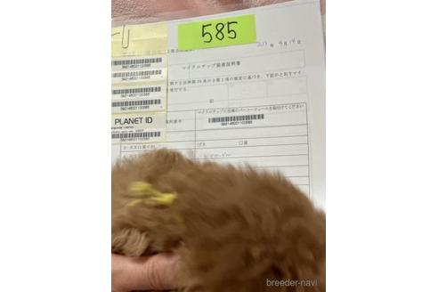 成約済の北海道のトイプードル-236127の2枚目