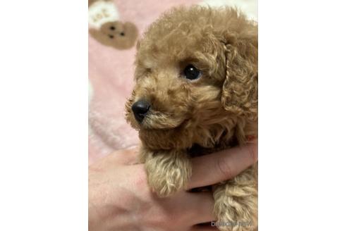成約済の北海道のトイプードル-236134の4枚目