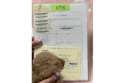 成約済の北海道のトイプードル-236136の3枚目