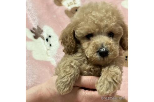 成約済の北海道のトイプードル-236136の1枚目