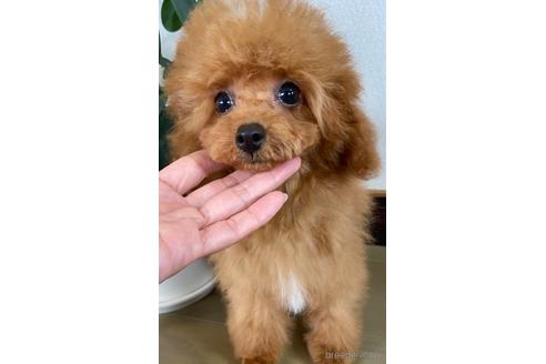 成約済の岡山県のタイニープードル-222492の2枚目