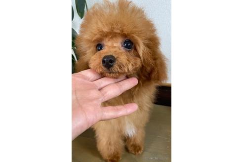 成約済の岡山県のタイニープードル-222492の1枚目