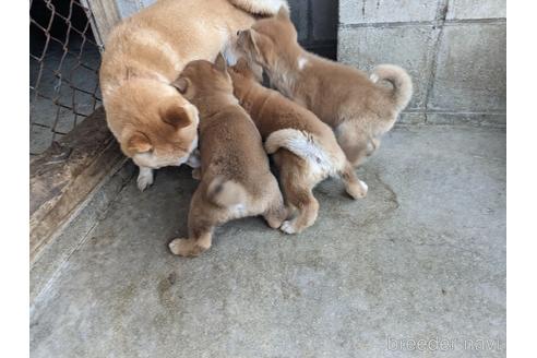 成約済の佐賀県の豆柴-232079の8枚目