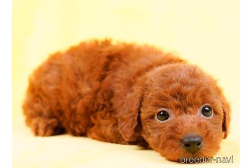 成約済の千葉県のトイプードル-236205の4枚目