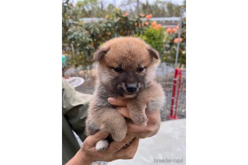 成約済の岡山県の柴犬-233534の7枚目