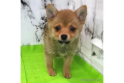 成約済の茨城県のミックス犬-233557の14枚目