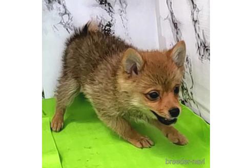 成約済の茨城県のミックス犬-233557の13枚目