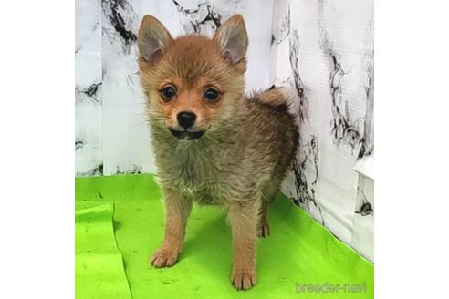 成約済の茨城県のミックス犬-233557の11枚目