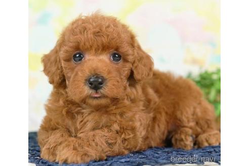 成約済の千葉県のトイプードル-236210の1枚目