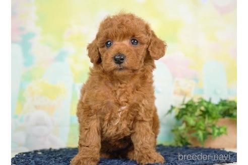 成約済の千葉県のトイプードル-236210の3枚目