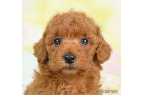 成約済の千葉県のトイプードル-236210の2枚目