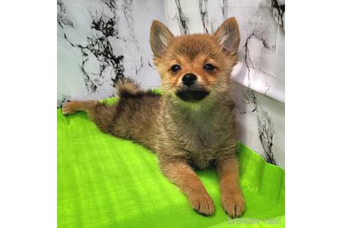 成約済の茨城県のミックス犬-233556の8枚目