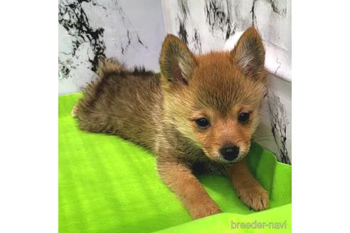 成約済の茨城県のミックス犬-233556の7枚目