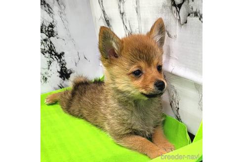 成約済の茨城県のミックス犬-233556の6枚目