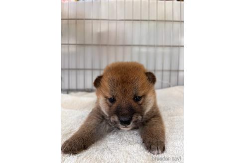 成約済の岡山県の柴犬-233533の11枚目