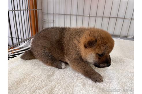 成約済の岡山県の柴犬-233533の12枚目