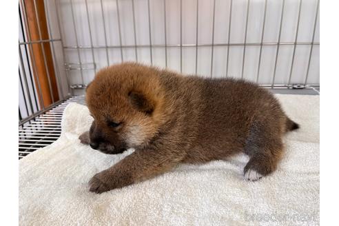 成約済の岡山県の柴犬-233533の13枚目