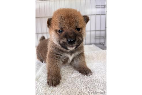 成約済の岡山県の柴犬-233533の14枚目
