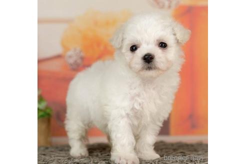 成約済の千葉県のビションフリーゼ-236218の1枚目