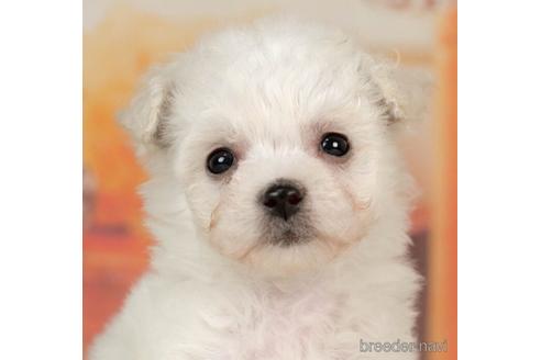 成約済の千葉県のビションフリーゼ-236218の4枚目