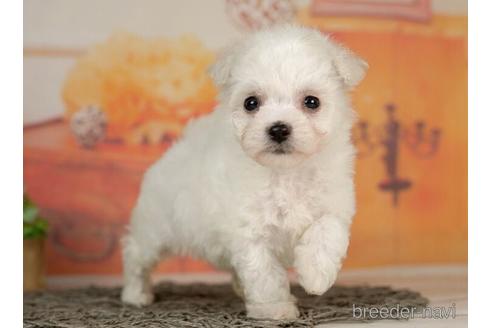 成約済の千葉県のビションフリーゼ-236218の3枚目