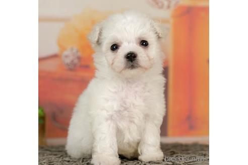 成約済の千葉県のビションフリーゼ-236218の2枚目