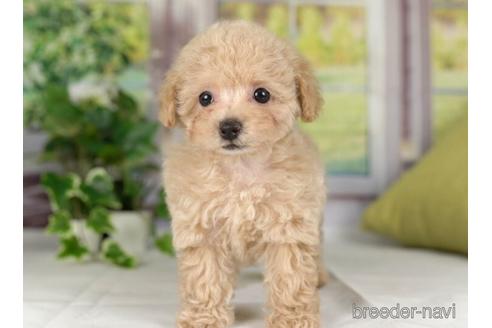 成約済の神奈川県のタイニープードル-236220の3枚目