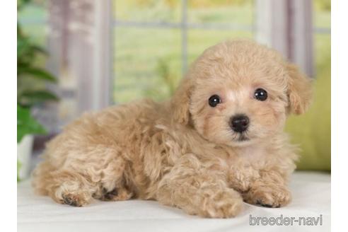 成約済の神奈川県のタイニープードル-236220の4枚目