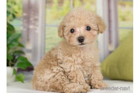 成約済の神奈川県のタイニープードル-236220の5枚目