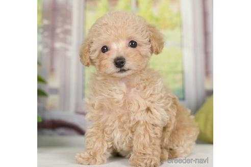 成約済の神奈川県のタイニープードル-236220の1枚目